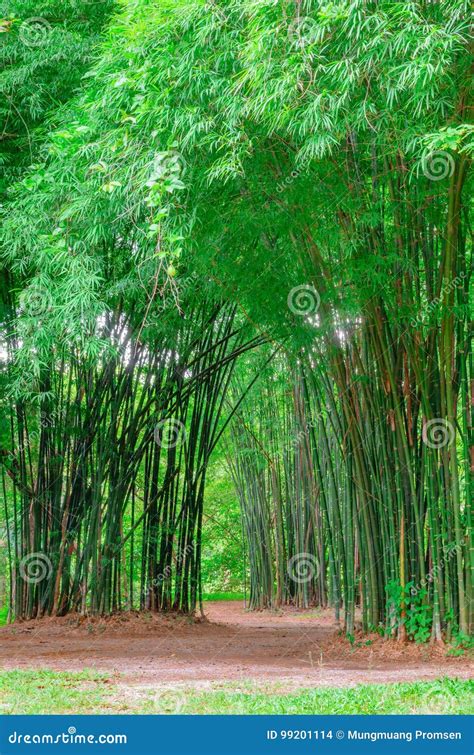 thai bamboo photos